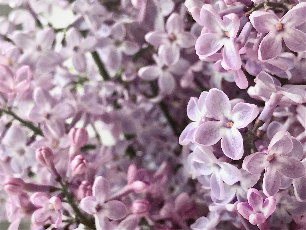 Lavendel: Linalool ja rahustav toime